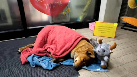 พระองค์เจ้าสิริภาจุฑาภรณ์ ทรงรับสุนัข "หมูแดง" ฮาจิโกะโคราช ไว้ในพระอุปถัมภ์