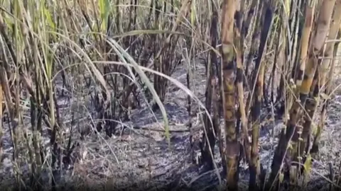 บุรีรัมย์เอาจริง จับ 2 ราย มือเผาพื้นที่เกษตร ลามไหม้ไร่อ้อย 30 ไร่ ทำฝุ่น PM2.5 พุ่ง