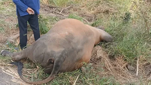 ฝรั่งเมาขับปิกอัพชนวัวพ่อพันธุ์ตายคาที่ คนเลี้ยงรอดหวุดหวิด โอดวัวราคาเกือบแสน