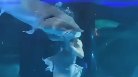 นักท่องเที่ยวสุดช็อก ปลายักษ์งับหัวนักแสดงเงือกสาวที่จีน (คลิป)