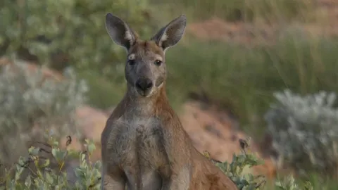 ช็อก จิงโจ้สูง 2 ม. หนัก 100 กก. ทำร้ายชายออสเตรเลียเจ็บหนักเกือบตาย