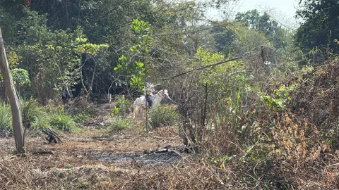 ตำรวจ-ทหาร ปิดล้อมจับ "ผู้ต้องหา" ขี่ม้าหลบหนี หลังพาครอบครัวบุกรุกที่คนอื่น