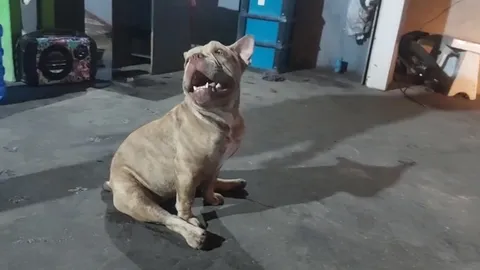 เจ้าของอเมริกันบูลลี่ 6 ตัว ยืนยันจะทำคอกกั้นให้กว้างขึ้น หลังบุกทำร้ายหมาพิการ