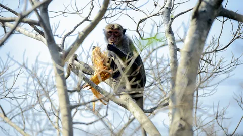 อึ้ง รัฐมนตรีศรีลังกายืนยัน ลิงทำไฟฟ้าดับทั่วประเทศ