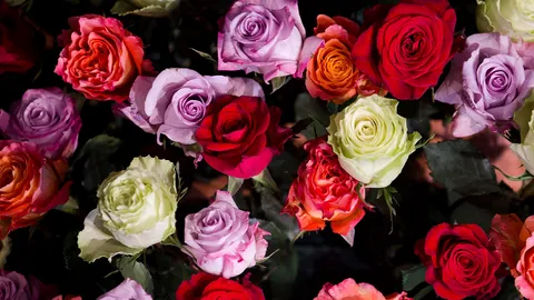 วาเลนไทน์ 2568 เปิดความหมายลึกซึ้ง ดอกไม้ยอดฮิต ผู้รับต้องยิ้มแก้มปริ