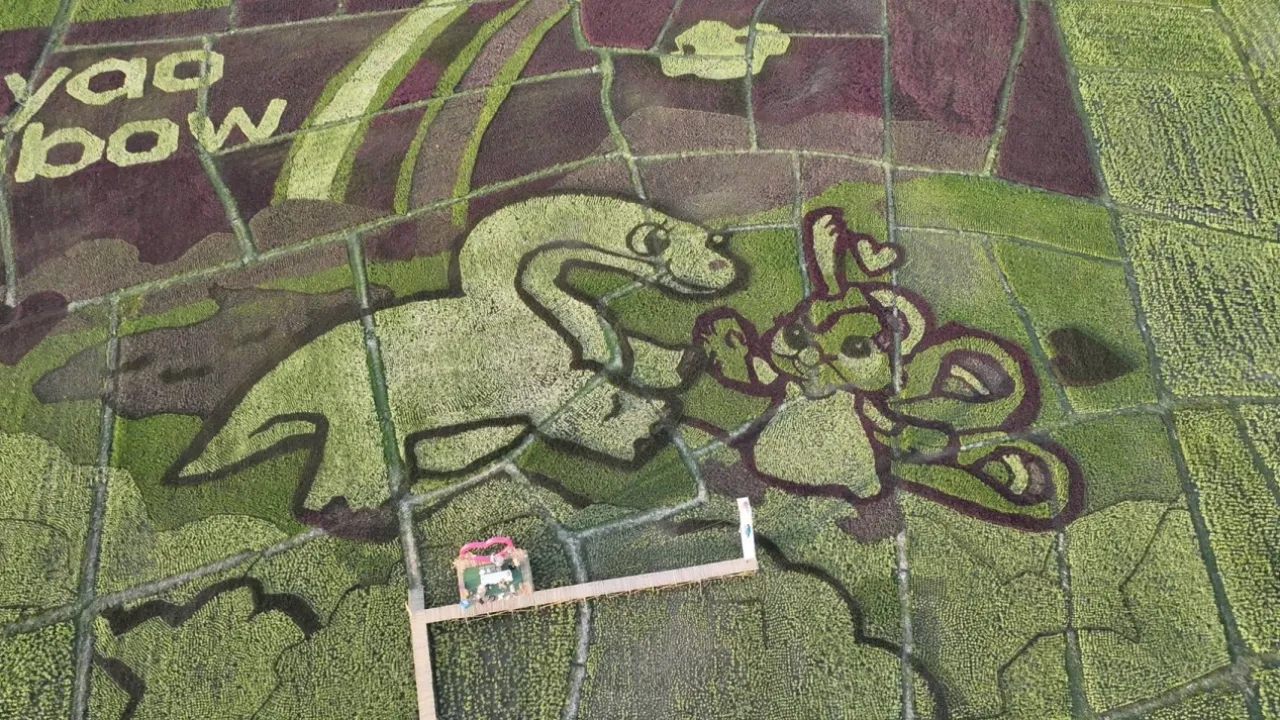 "แปลงข้าวหลากสี" จุดเช็คอินใหม่เมืองพะเยา หนุนเป็นสถานที่ท่องเที่ยวเชิงเกษตร