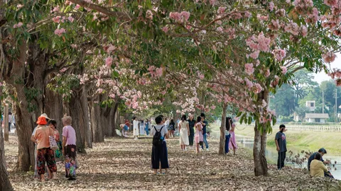 ชวนเดินชิล สัมผัสฟีลซากุระญี่ปุ่นบนถนนสีชมพูไปกับจุดชมวิวดอกชมพูพันธุ์ทิพย์ ม.เกษตรฯ กำแพงแสน