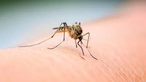 เมืองในฟิลิปปินส์เสนอเงินค่าหัวยุง หลังไข้เลือดออกระบาดหนัก