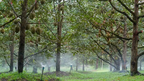 พ่อข่มขืนลูกสาว วัย 15 ถูกพบเป็นศพ จบชีวิตตัวเองในสวนทุเรียน