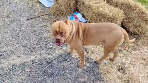 ตร. เรียกเจ้าของ "พิทบูล" รับทราบข้อหา ปมกระโจนใส่รถ จยย. ชาวบ้านเจ็บสาหัส