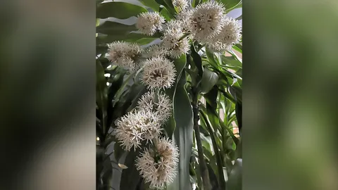 "ดอกวาสนาบาน" วาสนาดี นำโชคลาภ เงินทิง ความสุขให้เจ้าบ้าน