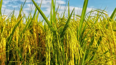 ข้าวไทยรอวันตาย!!