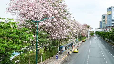 ต้นชมพูพันธุ์ทิพย์ ที่สวนจตุจักร บานสะพรั่งรับหน้าร้อน 
