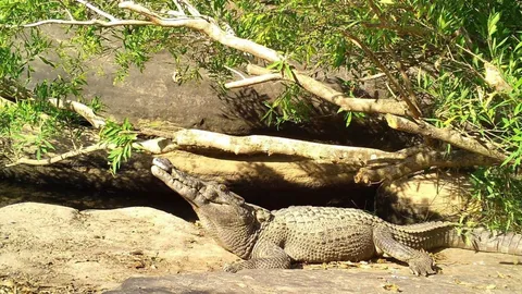 พบจระเข้น้ำจืดพันธุ์ไทย ใกล้สูญพันธุ์ นอนอาบแดดในอุทยานฯ ทุ่งแสลงหลวง