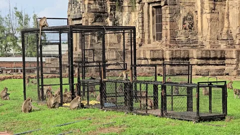 เปิดปฏิบัติการรอบใหม่ ลุยจับ "ลิง" พระปรางค์สามยอด ตั้งเป้า 800 ตัว