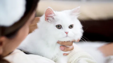 Thailand Cat Lovers Fair 2025 งานมหกรรมของคนรักแมว พร้อมกิจกรรมสุดพิเศษ เอาใจทาสอย่างแท้จริง