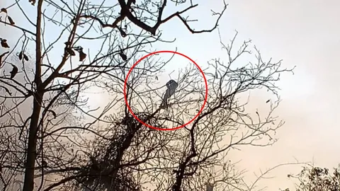 หนุ่มแอบมาตีผึ้งในวัด ทำไฟไหม้ป่า ตัวเองสำลักควันติดอยู่บนต้นไม้หวิดดับ