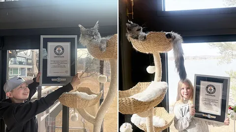 แมวเมนคูนสหรัฐฯ ครองสถิติกินเนสส์ หางยาวที่สุดในโลก  47 ซม. (คลิป)