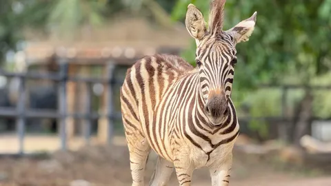 ได้ชื่อแล้ว "น้องลายไทย" ลูกม้าลายขวัญใจเด็กๆ สมาชิกใหม่สวนสัตว์เปิดเขาเขียว