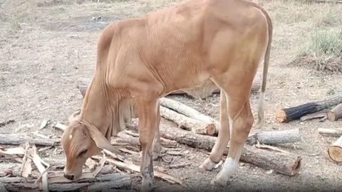 คนแห่ดู "พญาวัว" ลักษณะตรงตามตำรา เชื่อนำโชคมาให้ วิเคราะห์เลขเด็ด 1 เม.ย.68 