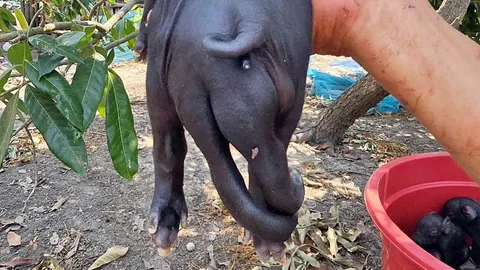 คอหวยพากันมาส่อง "ลูกหมูประหลาด" เกิดมามี 6 ขา เจ้าของเชื่อจะนำโชคมาให้