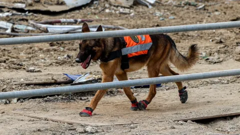 รัฐบาลยัน ไม่มีการขอรับบริจาคใดๆ ให้ “สุนัข K9” เตือนอย่าหลงเชื่อ