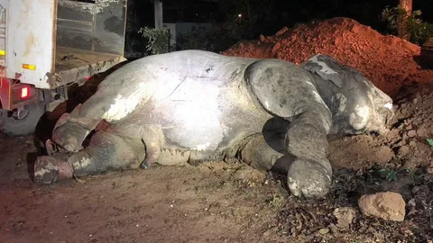 ช้างพลายงาเดียว ติด “บ่วง” ล้มแล้ว จากบาดแผลติดเชื้อ สัตวแพทย์ยื้อไม่รอด (คลิป)