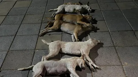 หมาถูกวางยาเบื่อ ตายเรียบ 17 ตัวในค่ายทหาร กองทัพภาคที่ 2 ชี้แจงแล้ว