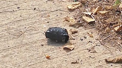 2 โจ๋ผลิตระเบิด เลียนแบบจากยูทูบ ทำดช.9 ขวบดับ