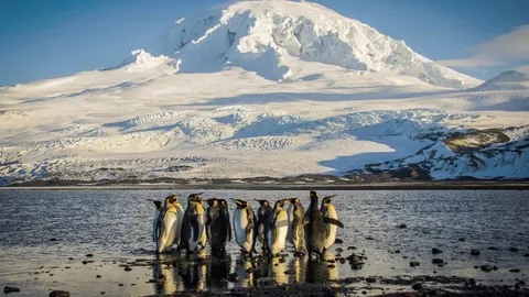 แล้วใครจะจ่าย ? เกาะที่มีแต่เพนกวิน-แมวน้ำ ถูกทรัมป์เก็บภาษี 10%