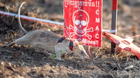 “โรนิน เดอะ แร็ท” ทำสถิติใหม่ เป็นหนูตัวแรกที่หากับระเบิดเจอเกิน 100 ลูก