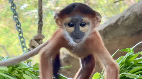 เขาเขียวขยายพันธุ์ลูก "ค่างห้าสี" สัตว์ป่าใกล้สูญพันธุ์ตัวที่ 3 ได้สำเร็จ