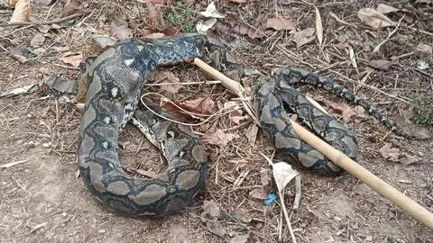 เหลือมใหญ่นอนอืดพุงกาง หลังเขมือบไก่พ่อพันธุ์ เจ้าของเศร้า 2 หมื่นหายไปในท้องงู