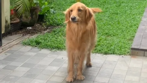 เจ้าของประกาศตามหา "สุนัขพันธุ์โกลเด้น" หายย่านวัดดอนใหญ่ ใครเจอมีสินน้ำใจให้