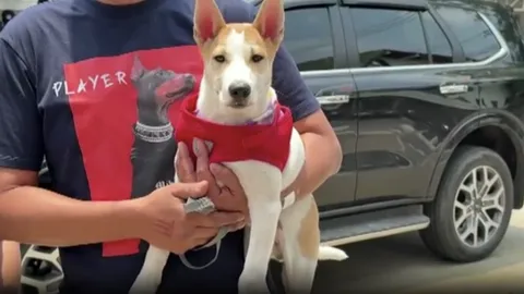 ศาลสั่งปรับ 1 หมื่น “ลากน้องหมาไปกับถนน” เจ้าของใหม่เปลี่ยนชื่อเป็น “น้องไถล”