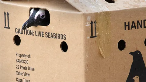 อึ้ง เฮลิคอปเตอร์แอฟริกาใต้ตก ผลสืบสวนชี้ เป็นเพราะไม่เก็บเพนกวินให้ดี