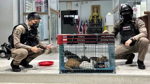 แมวใครทำหล่น สภ.ท่ามะกา ตามหาเจ้าของ หลังเจอกรงน้องแมว 5 ชีวิตกลางถนน