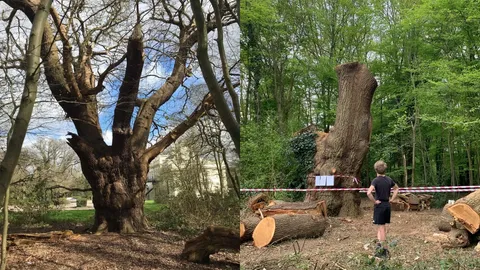  ร้านอาหารลอนดอนโค่นทิ้งต้นโอ๊ก 500 ปี ขอโทษทำประชาชนไม่พอใจ