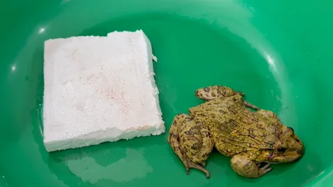 สาวซื้อกบจากตลาด โดนทุบหัว-ผ่าท้อง แต่ไม่ยอมตาย สุดท้ายพาไปหาหมอรักษาจนรอด