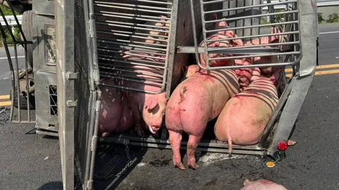 รถขนหมูยางระเบิดพลิกคว่ำ ตายเจ็บเกลื่อนถนน บางตัวหนีตายหัวซุกหัวซุน