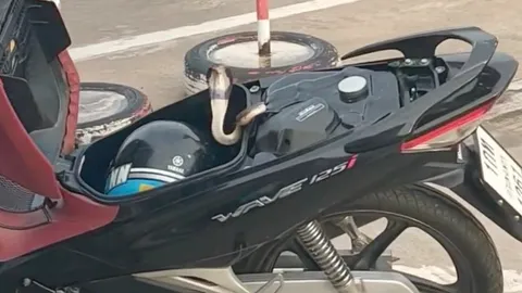 สาวเล่านาทีระทึก เกือบโดนงูเห่าซุกใต้เบาะฉก ด้านคอหวยโฟกัสเลขทะเบียน