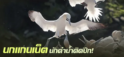 นกแกนเน็ต นักดำน้ำติดปีก!
