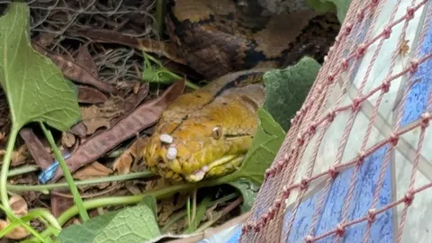 เจ้าของเฝ้าจับโจร หลัง "ไก่" มูลค่าหลักหมื่นหายไปหลายตัว ที่แท้หัวขโมยไม่ใช่คน