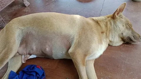 เจ้าของช็อกหนัก เพื่อนบ้านตี "หมาสุดรัก" ก่อนนำมาชำแหละทำ "หมาแดดเดียว"