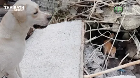 K9 ฮีโร่ 4 ขา สุนัขกู้ภัยระดับโลก ภารกิจค้นหาสุดแกร่ง (คลิป)