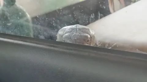 กู้ภัยว้าวุ่น ต้องลุ้นตลอดทาง หลัง "จงอาง 3 เมตร" หลุดจากลังเลื้อยทั่วรถ