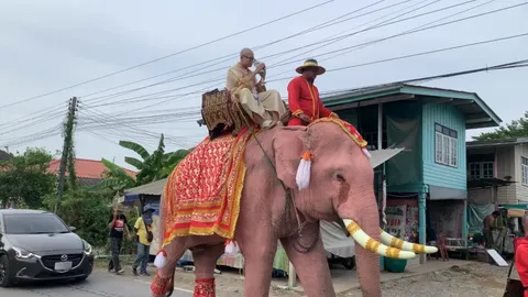 ฮือฮา งานบวชลูกชายเถ้าแก่เมืองกรุงเก่า นั่งช้างโปรยทานลอตเตอรี่ปลุกเสก