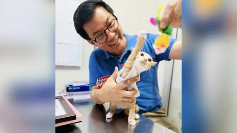 "น้องสตง" แมวส้มรอดชีวิตจากตึกถล่ม ได้อยู่บ้านใหม่ ผู้บริหาร รพ. ชื่อดัง