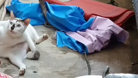 สลดใจ หญิงวัย 57 ปี จบชีวิตตัวเองข้างหน้าต่าง แมวที่เลี้ยงไว้นั่งเฝ้าศพไม่ห่าง