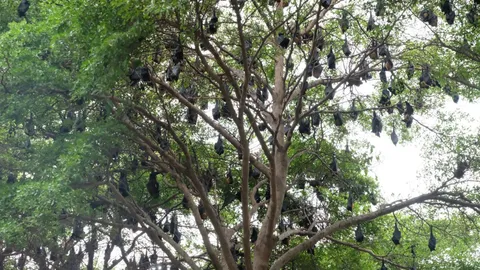 ชาวบ้านหวั่นเป็นพาหะนำโรค "ค้างคาวแม่ไก่" นับพัน ในซอยพัทยานาเกลือ จ.ชลบุรี